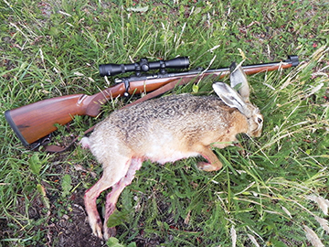 A red hare taken with a 22 LR from a fully-stocked CZ 452.